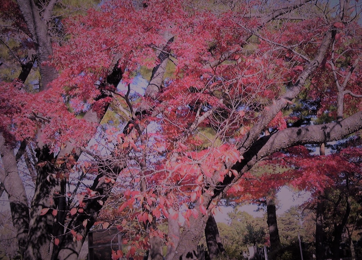 f:id:recoca1940:20191202111723j:plain