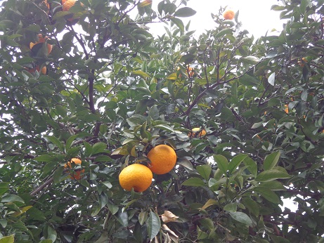 f:id:recoca1940:20200304120003j:plain