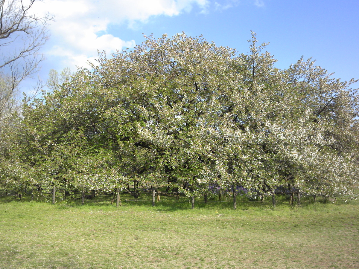 f:id:recoca1940:20200409135357j:plain f:id:recoca1940:20200409135357j:plain