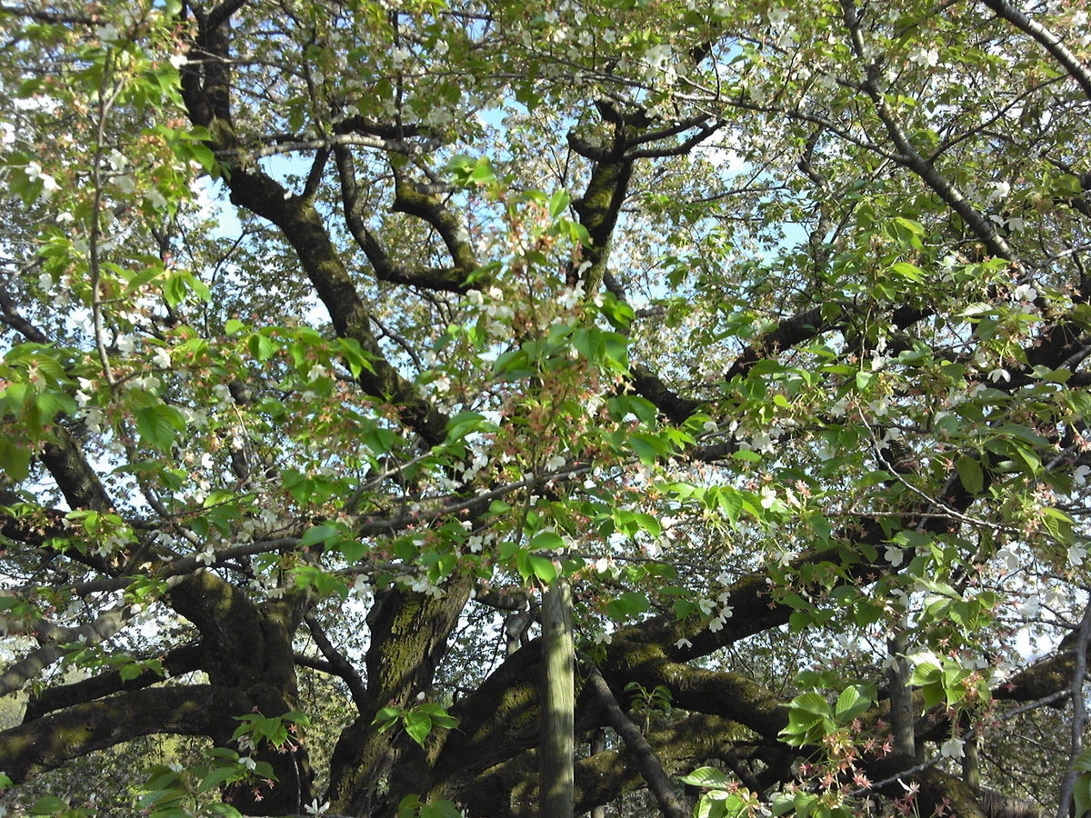 f:id:recoca1940:20200409135518j:plain f:id:recoca1940:20200409135518j:plain