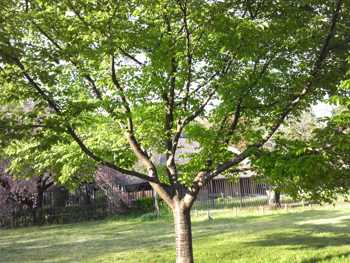 f:id:recoca1940:20200409140124j:plain f:id:recoca1940:20200409140124j:plain