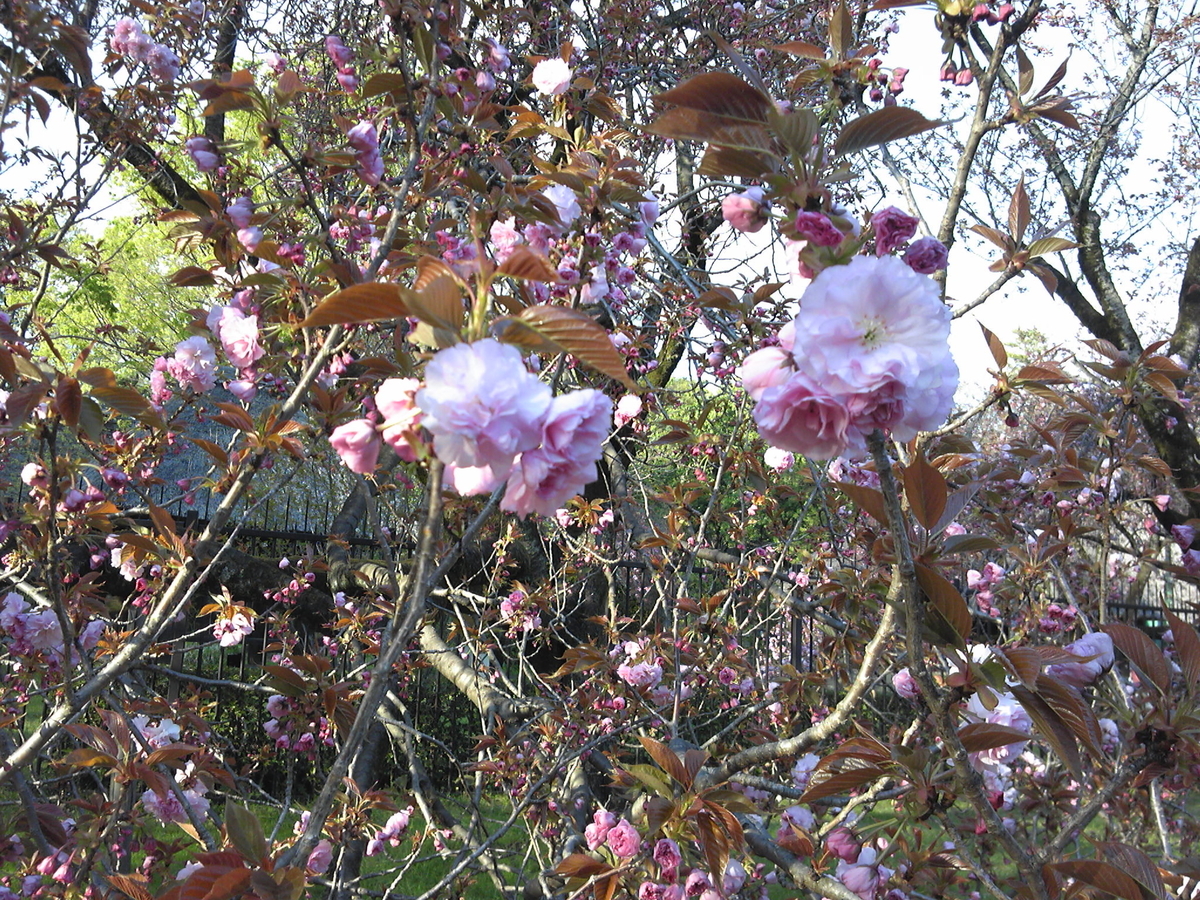 f:id:recoca1940:20200409140706j:plain f:id:recoca1940:20200409140706j:plain