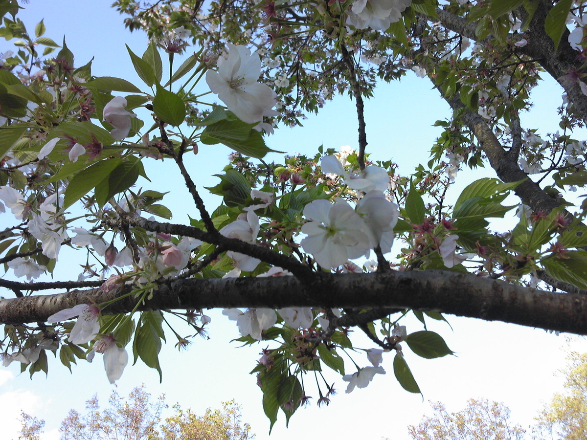 f:id:recoca1940:20200409141005j:plain f:id:recoca1940:20200409141005j:plain