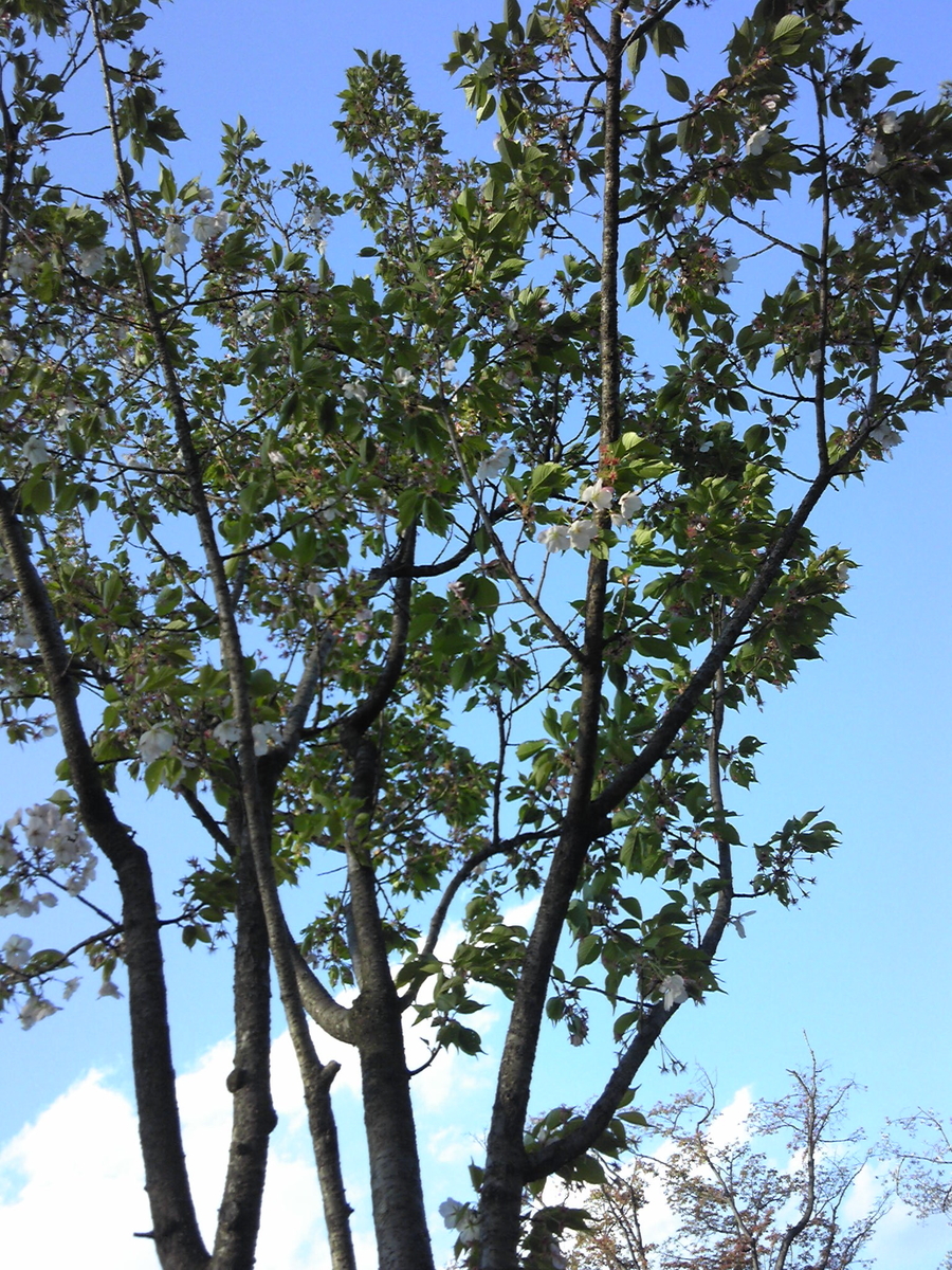 f:id:recoca1940:20200409141800j:plain f:id:recoca1940:20200409141800j:plain