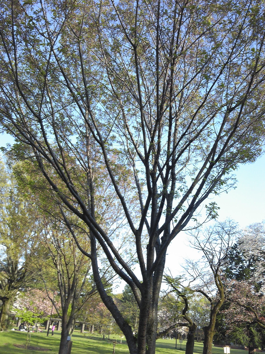 f:id:recoca1940:20200409141913j:plain f:id:recoca1940:20200409141913j:plain