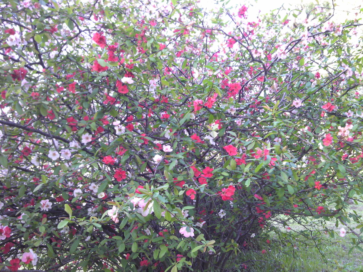 f:id:recoca1940:20200409142551j:plain f:id:recoca1940:20200409142551j:plain