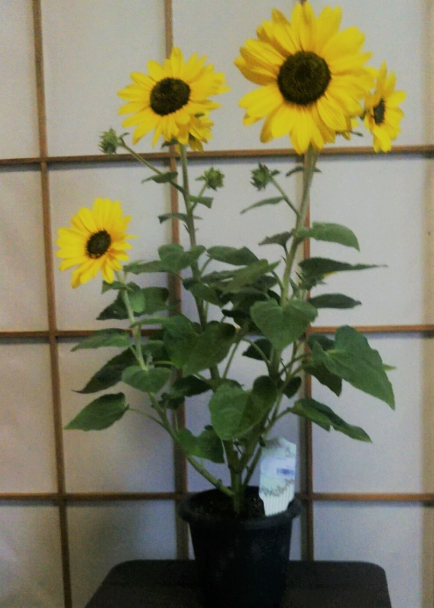 f:id:recoca1940:20200817123015j:plain