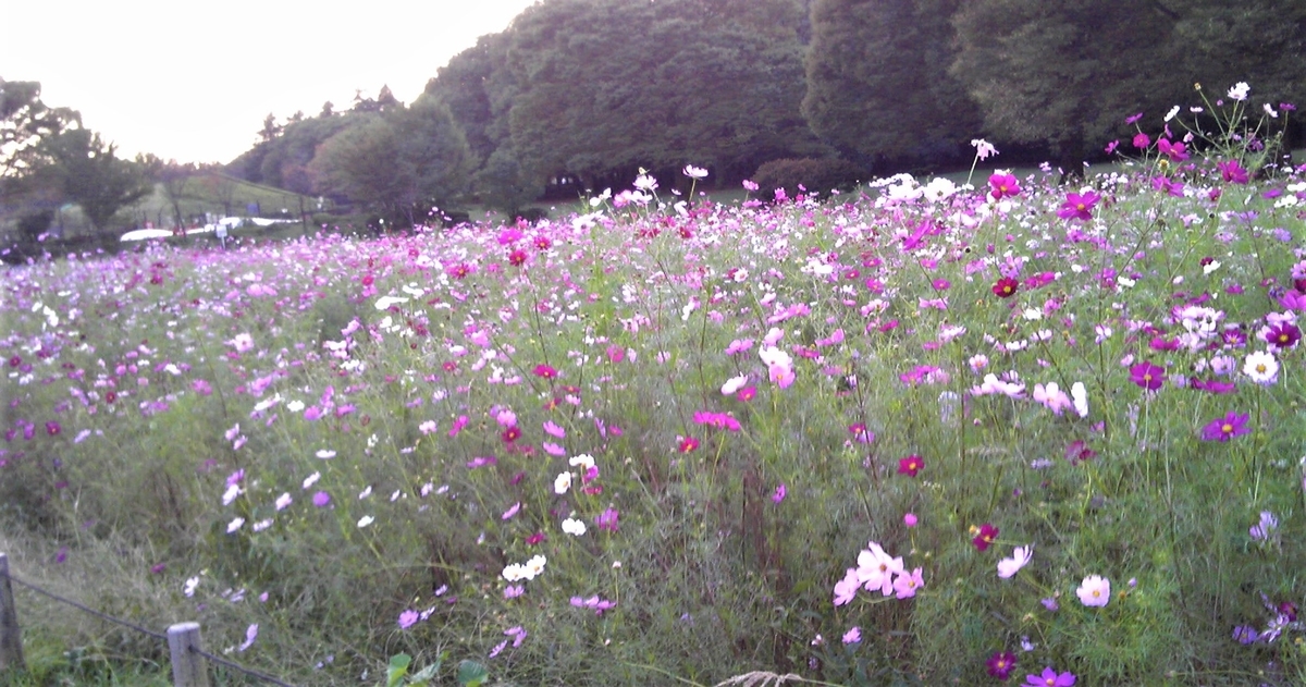 f:id:recoca1940:20201020211741j:plain