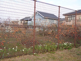 f:id:recoca1940:20201127105538j:plain