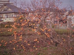 f:id:recoca1940:20201127105629j:plain