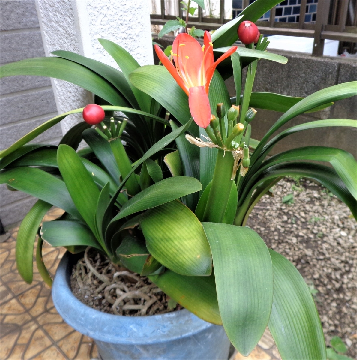 f:id:recoca1940:20210501105400j:plain