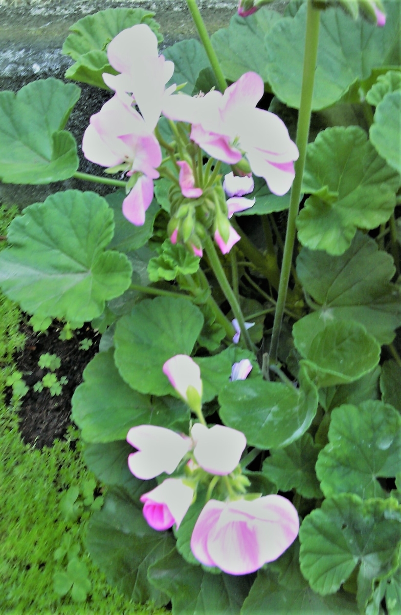 f:id:recoca1940:20210504075237j:plain