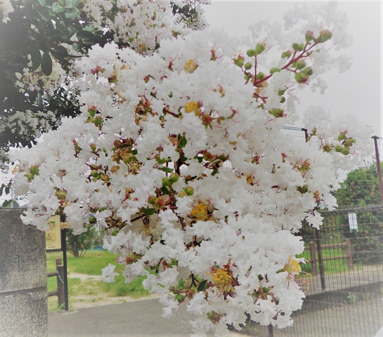 f:id:recoca1940:20210826125802j:plain