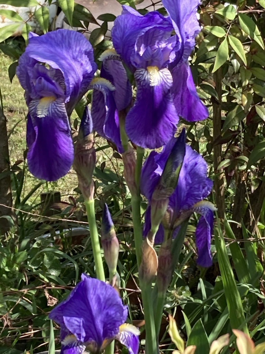f:id:recoca1940:20220410112050j:plain