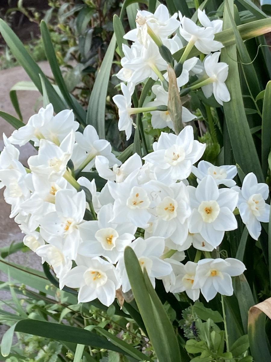 f:id:recoca1940:20220410112444j:plain