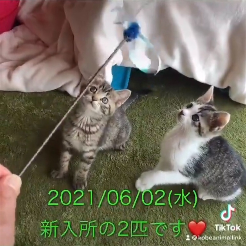 神戸アニマルリンクより里親募集✨ - recycle-kobe-rokko-otの日記