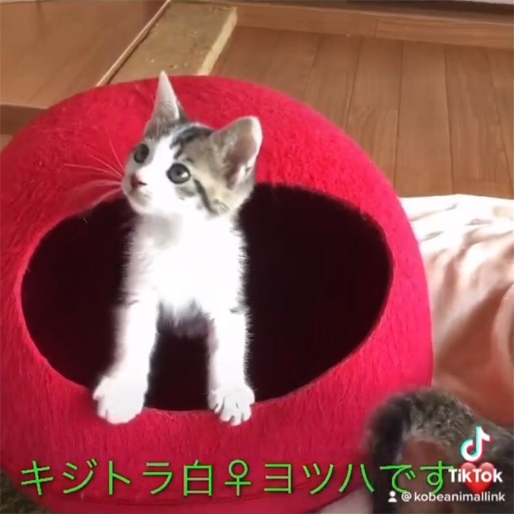 神戸アニマルリンクより里親募集✨ - recycle-kobe-rokko-otの日記