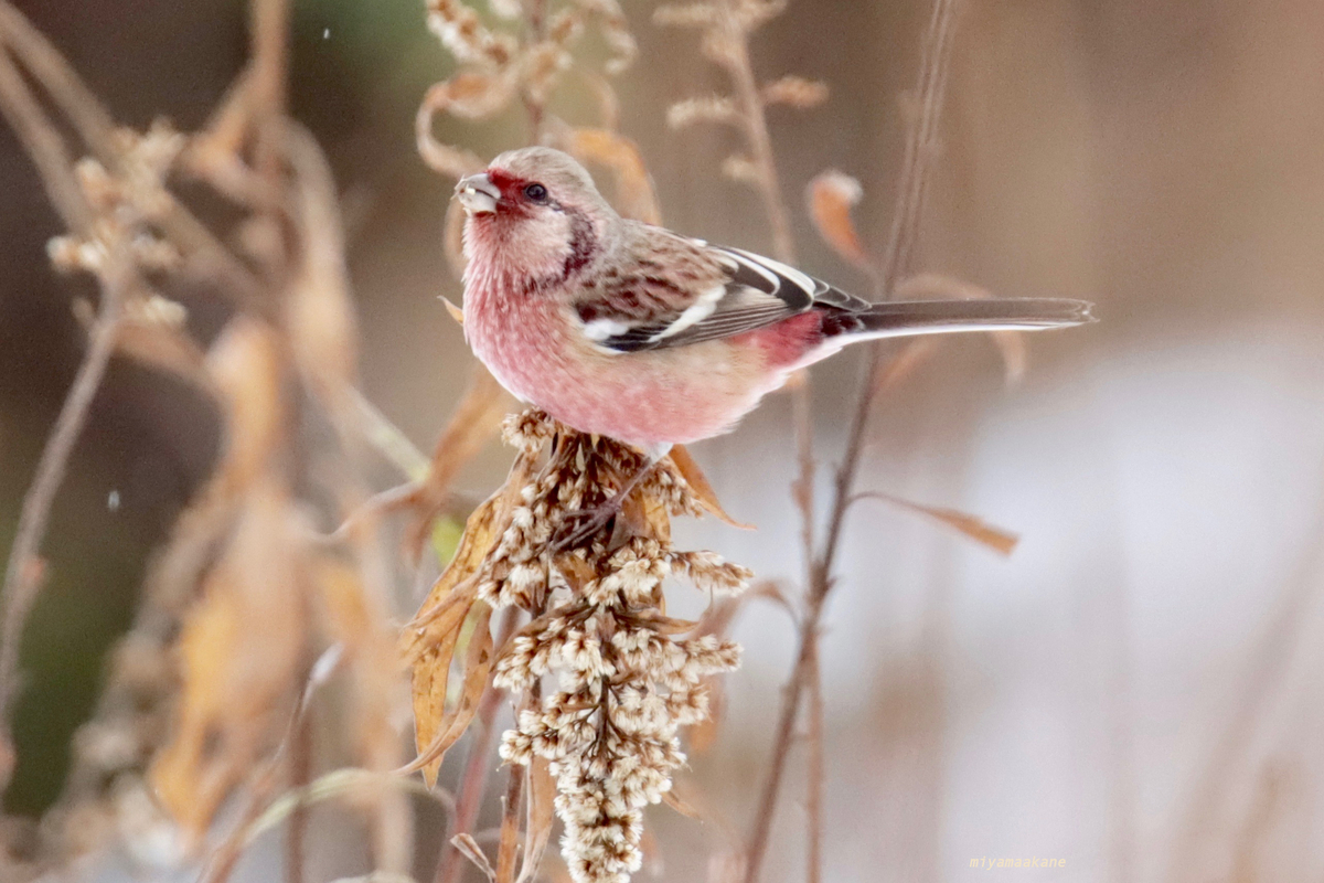 ピンク色の冬鳥・ベニマシコ - ちひさき鳥日記