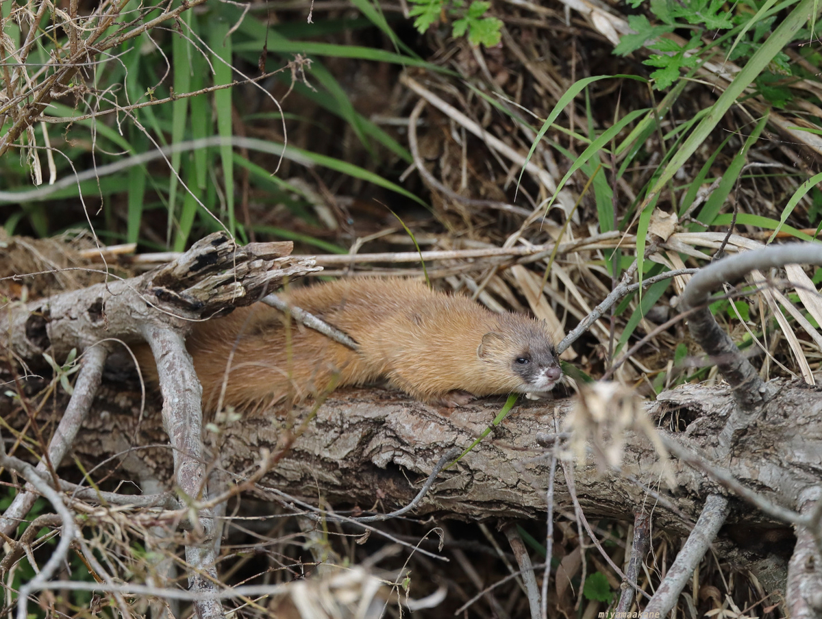 シベリアイタチとニホンイタチ - ちひさき鳥日記