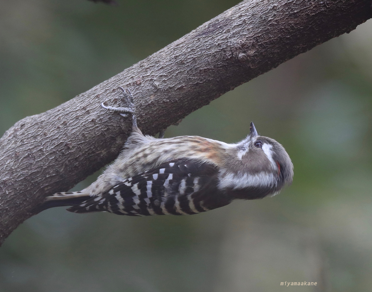 キツツキの仲間 と似ているキバシリ-アカゲラ・アオゲラ・コゲラ