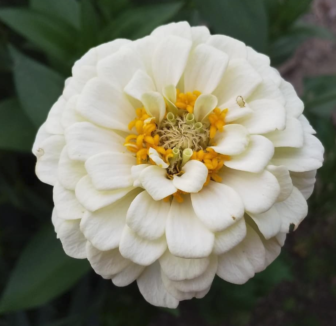 f:id:red3173:20190728121020p:plain