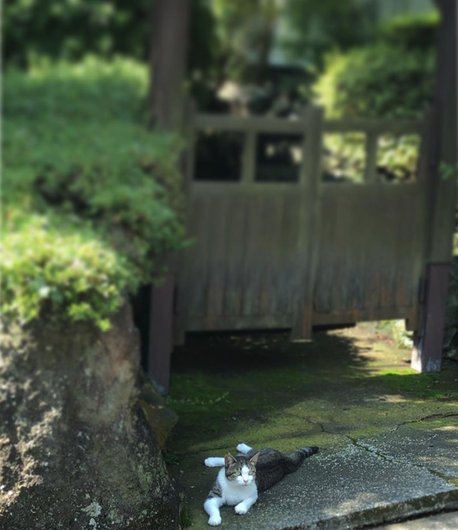 f:id:red3173:20190729185434p:plain