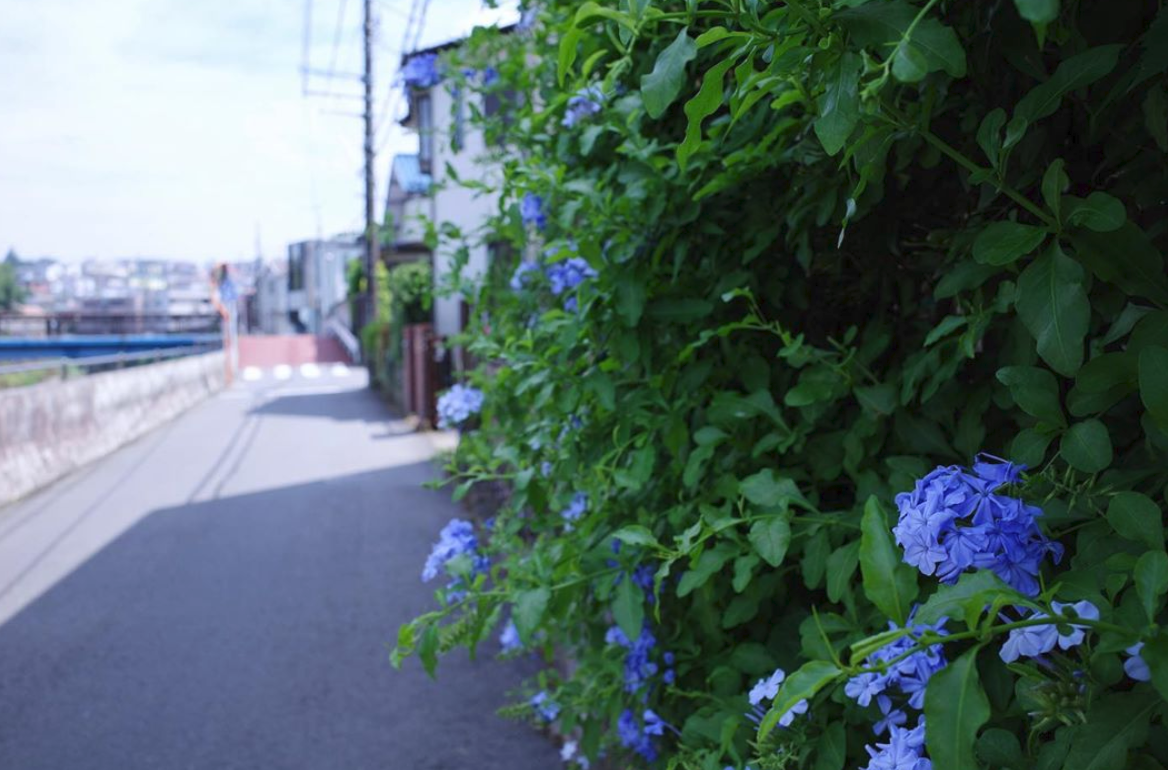 f:id:red3173:20190729185756p:plain