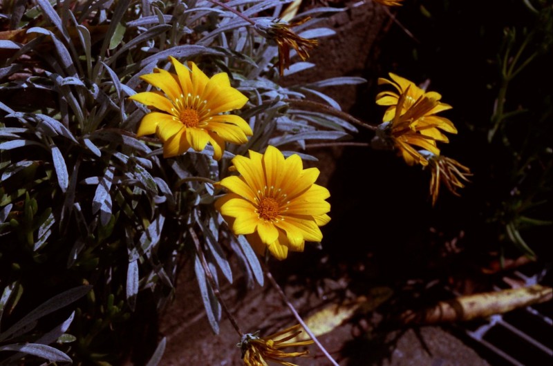 f:id:red_sakiko:20101128022213j:image f:id:red_sakiko:20101128022213j:image