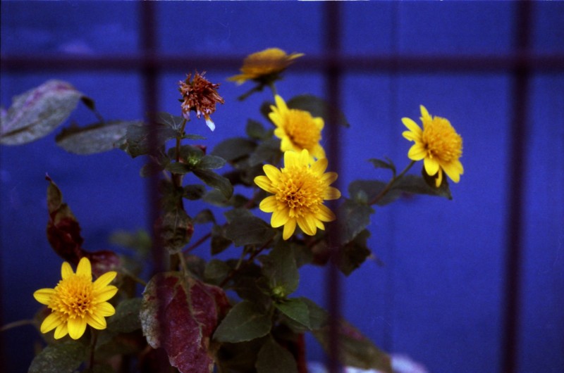 f:id:red_sakiko:20101130233133j:image f:id:red_sakiko:20101130233133j:image