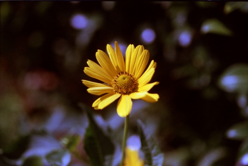 f:id:red_sakiko:20101130233138j:image f:id:red_sakiko:20101130233138j:image