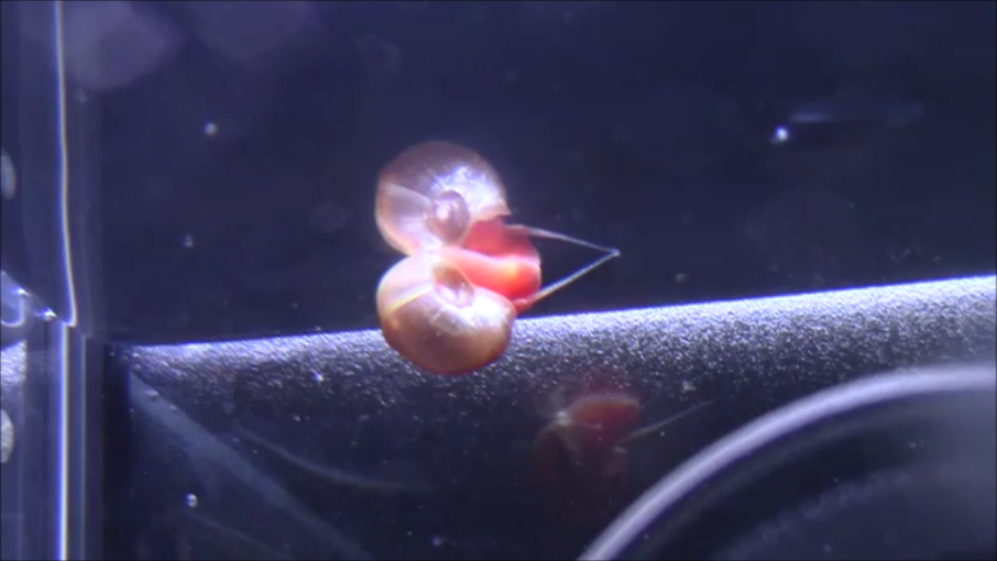 f:id:reddevillampeye:20190727211426p:plain f:id:reddevillampeye:20190727211426p:plain
