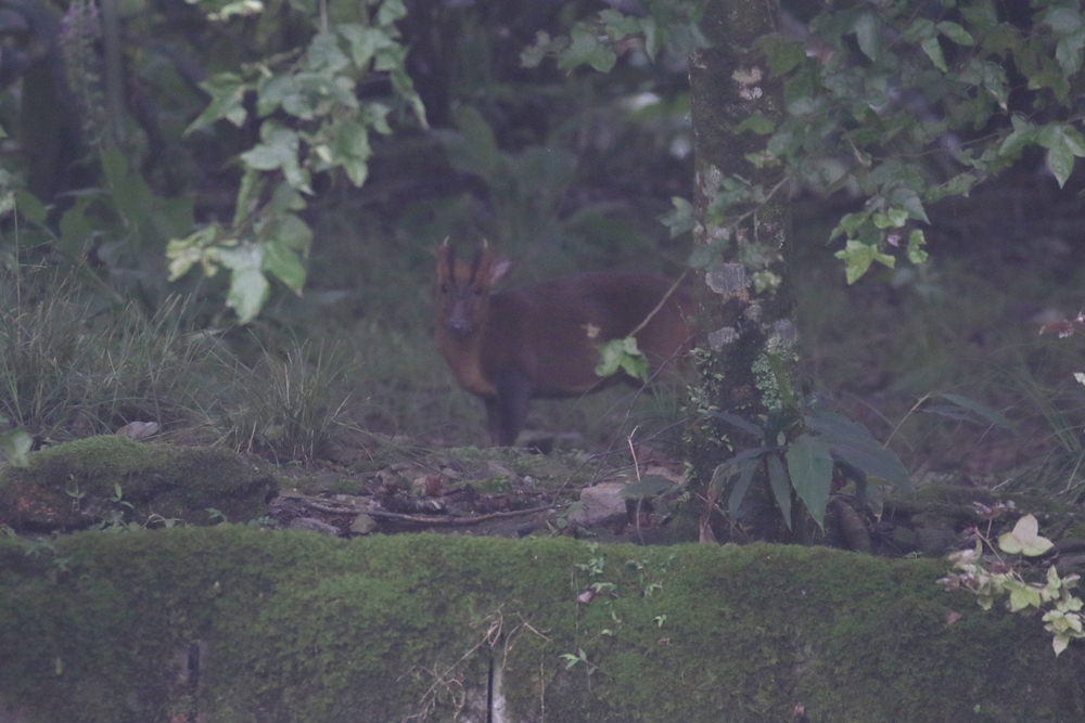 f:id:reddragon5860:20190618220751j:plain f:id:reddragon5860:20190618220751j:plain