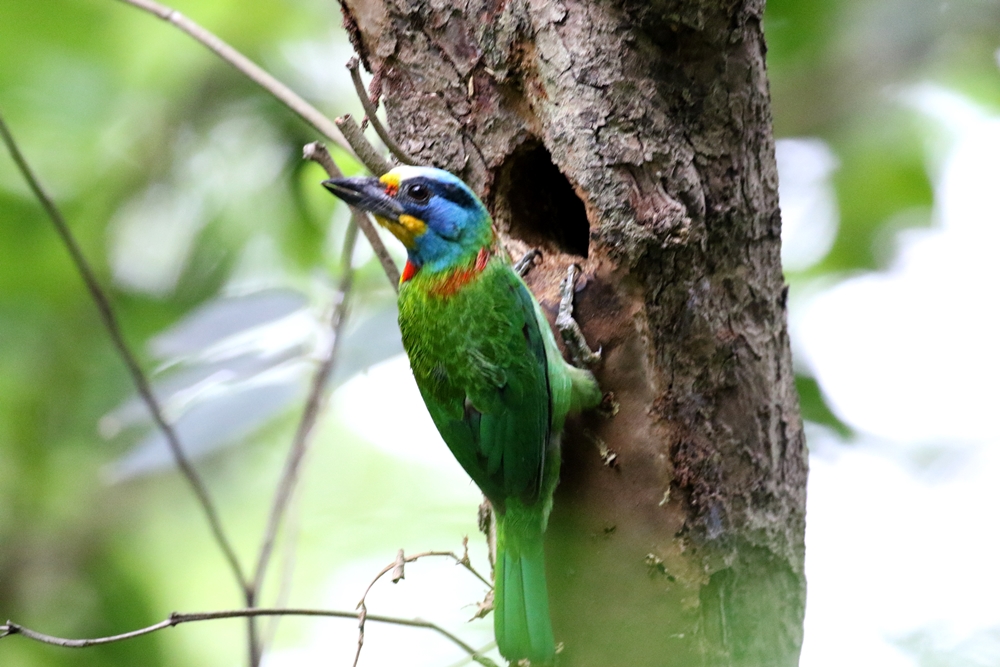 八咫烏の雛　緑 ☆ご招待券プレゼント☆【茅ヶ崎】「うつわの彩り－吉田耕三と北大路