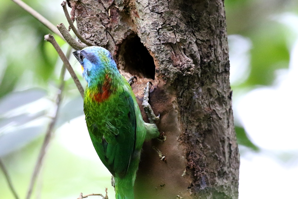 八咫烏の雛　緑 ☆ご招待券プレゼント☆【茅ヶ崎】「うつわの彩り－吉田耕三と北大路