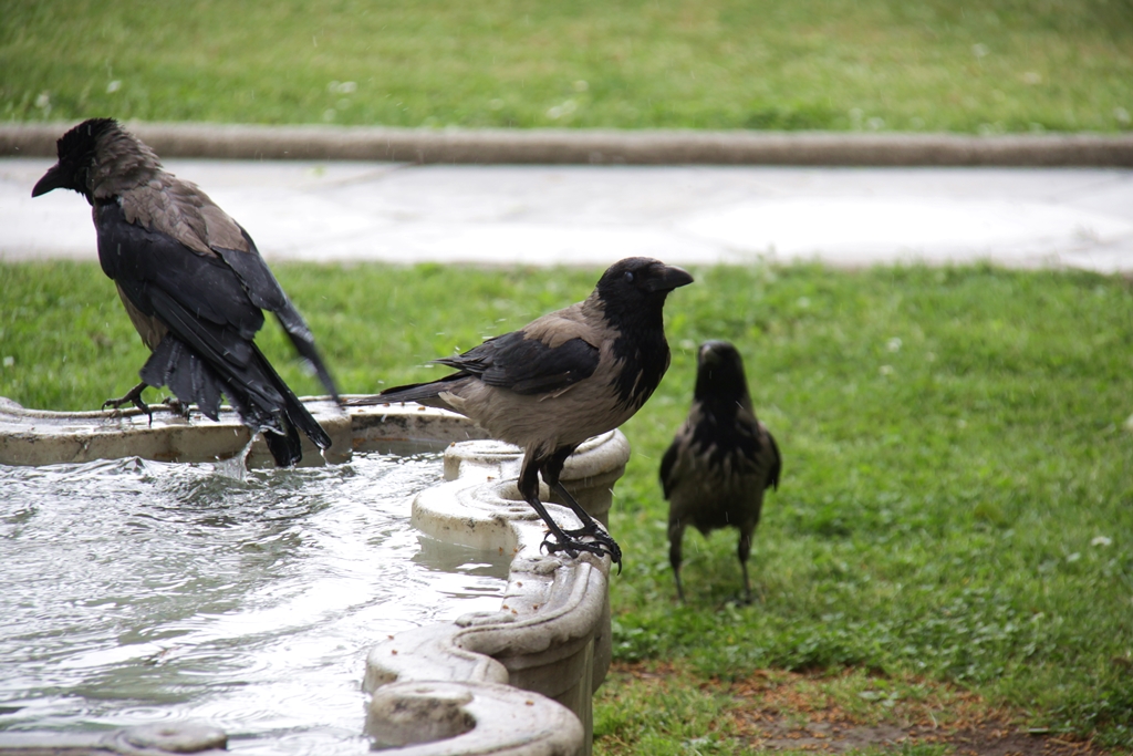 ズキンガラス Hooded Crow レッドドラゴンの鳥見旅行記