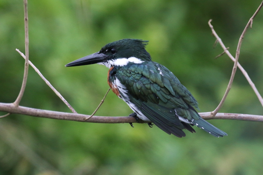 オオミドリヤマセミ(Amazon Kingfisher) - レッドドラゴンの鳥見旅行記