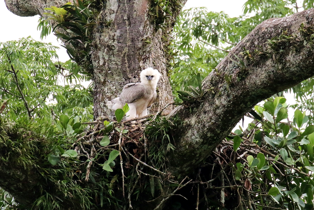 オウギワシ(Harpy Eagle) - レッドドラゴンの鳥見旅行記