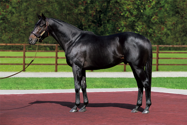 2022年新種牡馬】ビーチパトロール - 競馬の梁山泊