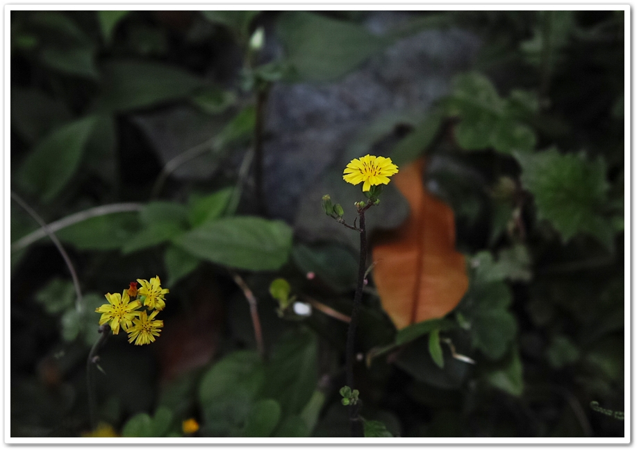 f:id:redhupa:20200515131010j:plain f:id:redhupa:20200515131010j:plain