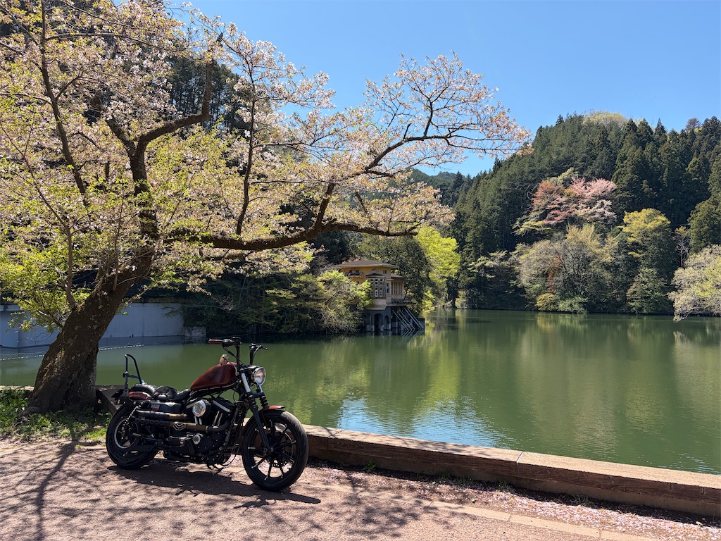 遅めの桜花見ツーリング - ゼロから始めた大型自動二輪(スポーツスター