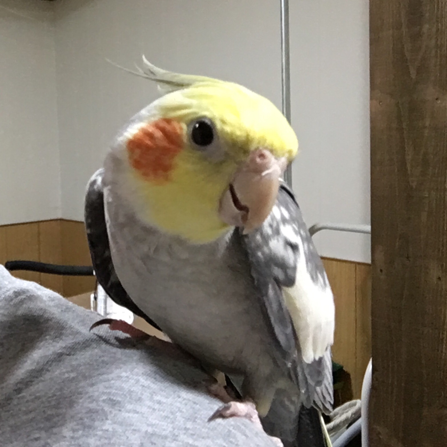 f:id:redmoon44:20190216222851j:image