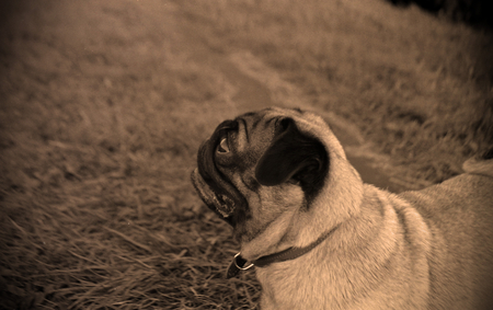 f:id:rednoweivets:20080625224016j:image