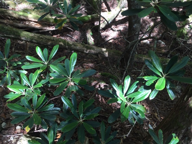 f:id:redo5151:20190929232337j:plain f:id:redo5151:20190929232337j:plain