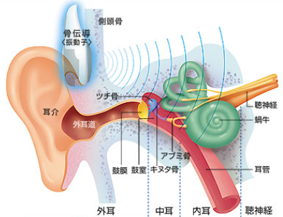 耳の仕組み