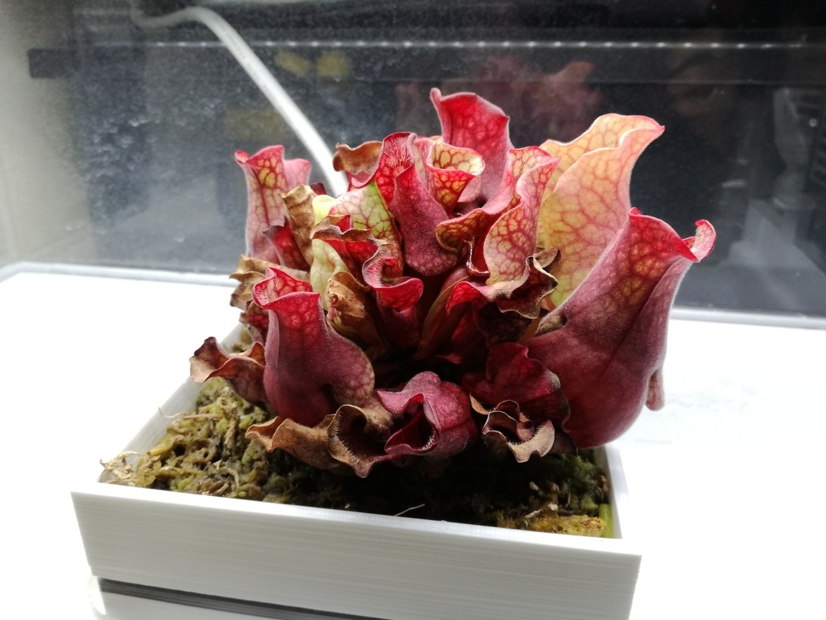 f:id:redskybluemoon:20190410205747j:plain