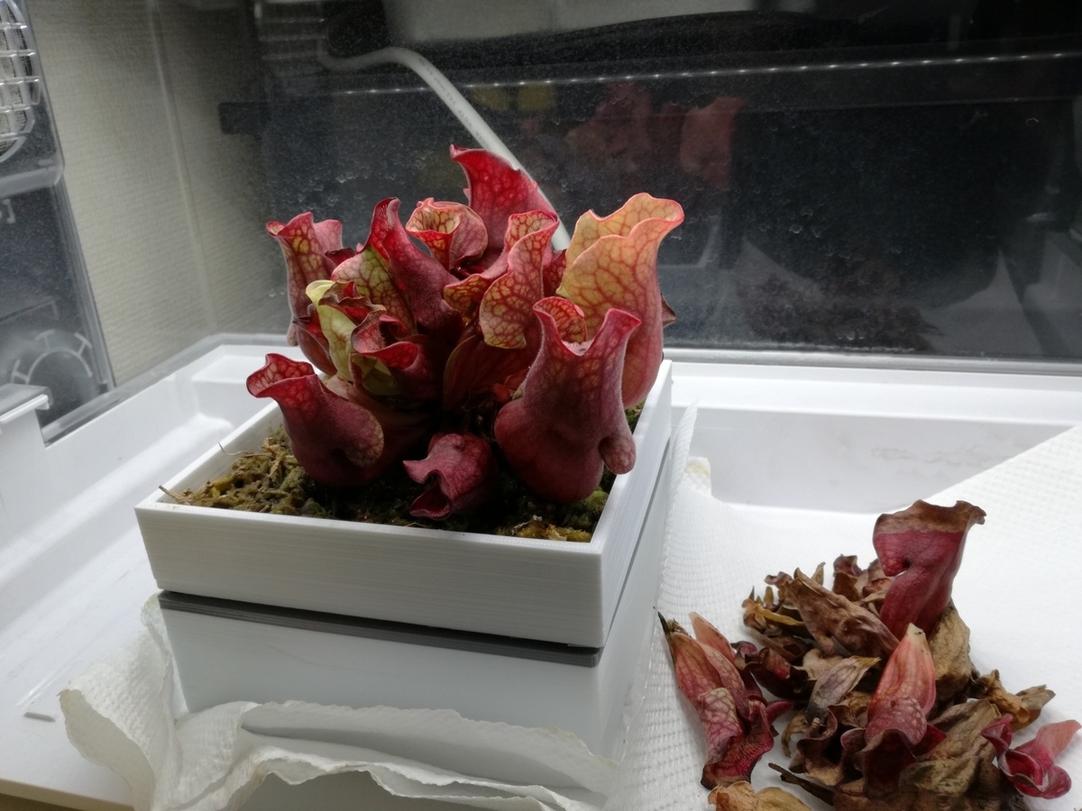 f:id:redskybluemoon:20190410210327j:plain