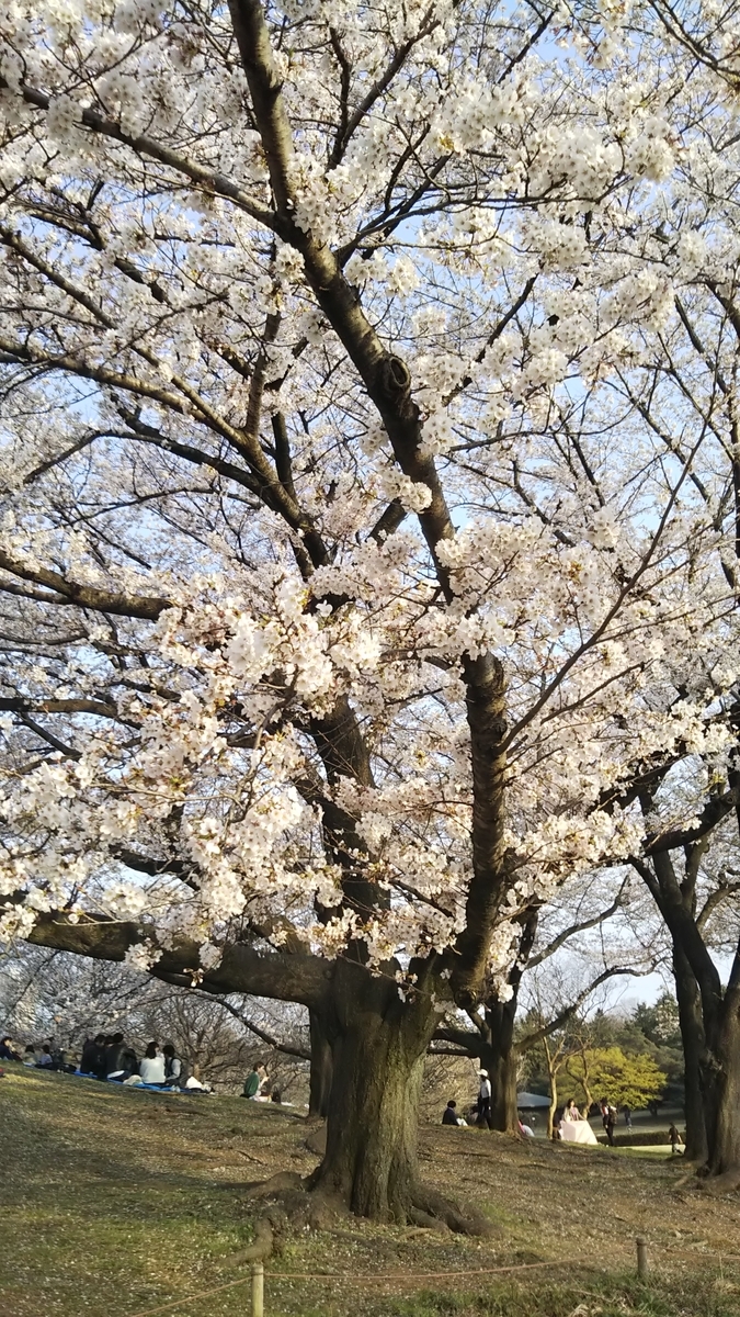 昭和記念公園お花見