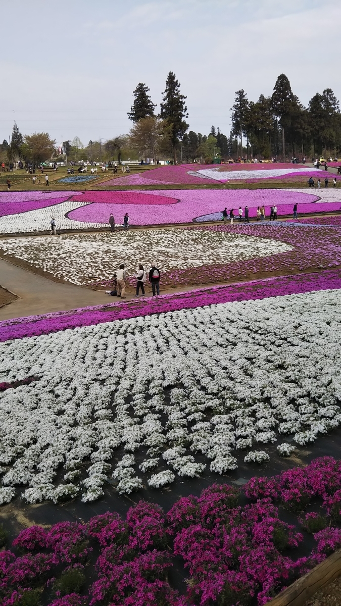 埼玉県秩父の羊山公園の芝桜まつり