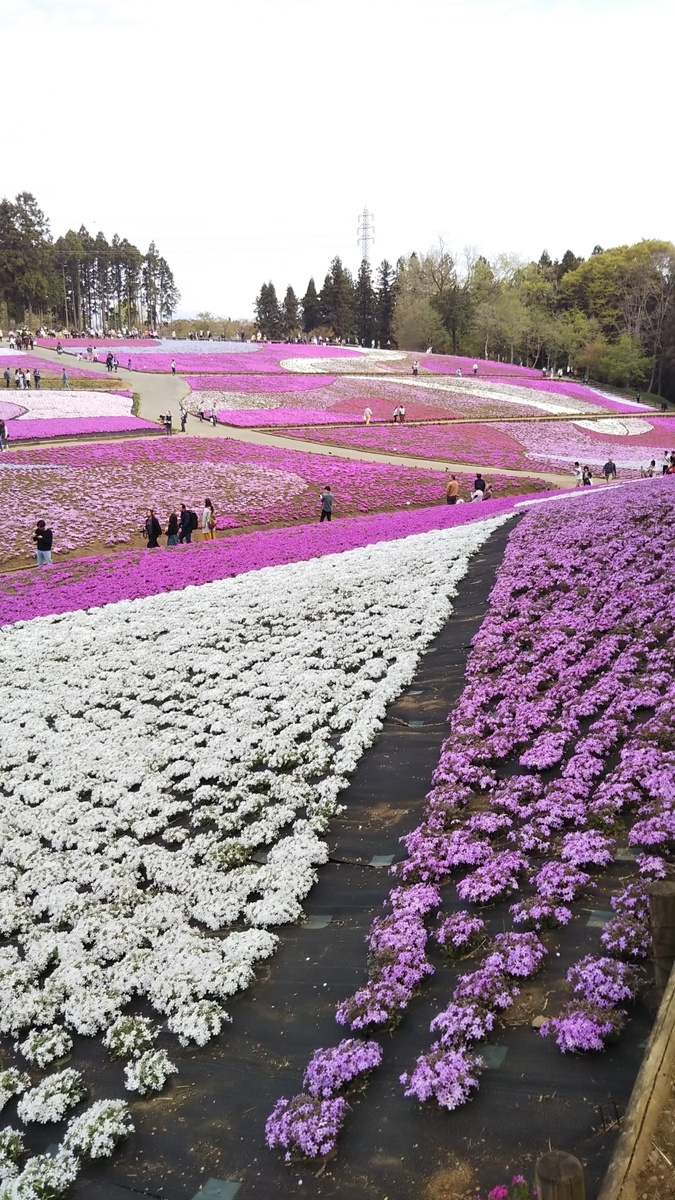 埼玉県秩父の羊山公園の芝桜まつり