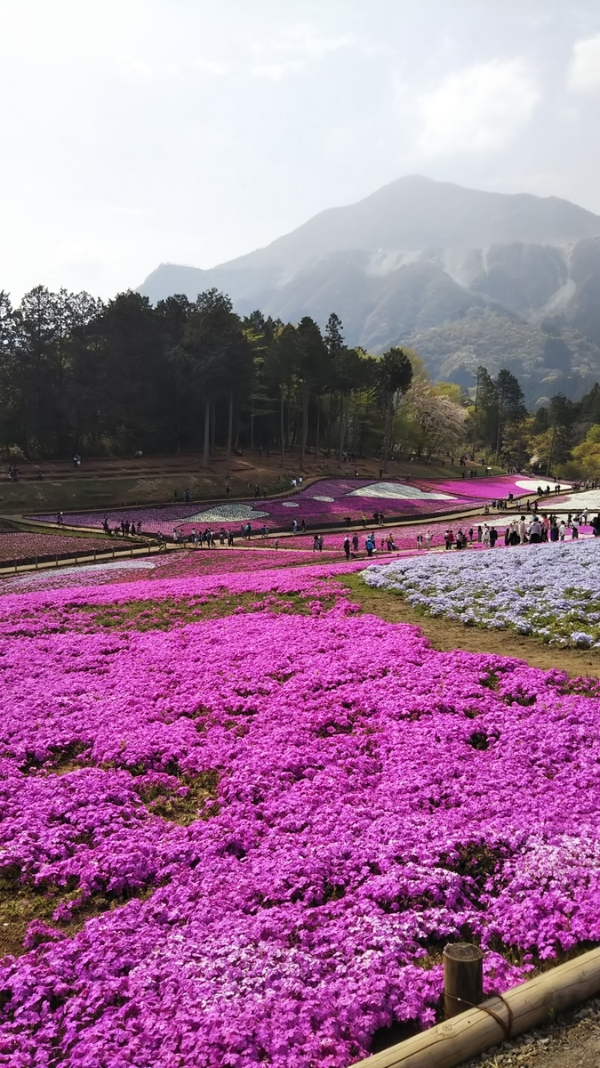 埼玉県秩父の羊山公園の芝桜まつり